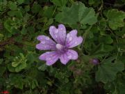 Malva silvestre despus de la luvia